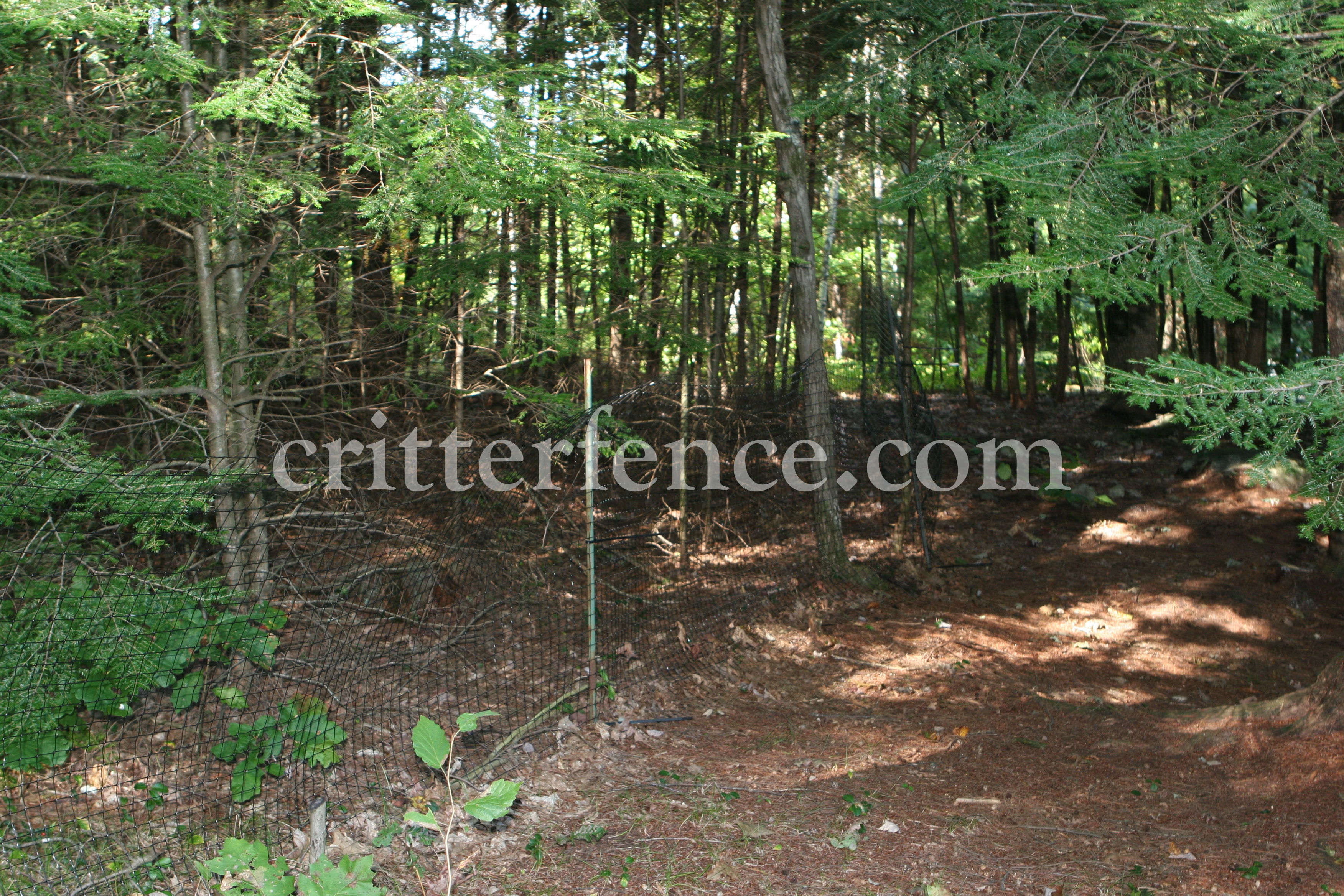 dog fence new hampshire 1